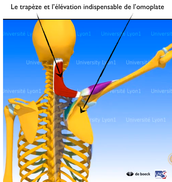 comment soigner une contracture musculaire omoplate